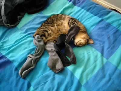 Tabby the cat wearing socks to sleep!